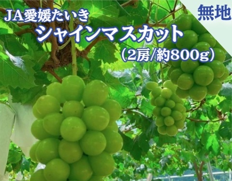 【限定クーポン対象商品】◆【産地取り寄せ商品】シャインマスカット 無地 2房（約800ｇ）ＪＡ愛媛たいき(フジアグリフ－ズ)（送料別）