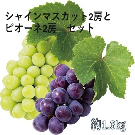 ◆【産地取り寄せ商品】【予約販売】※8月20日より順次発送開始 シャインマスカット2房とピオーネ2房 無地 JA愛媛たいき(フジアグリフ-ズ)(送料別)