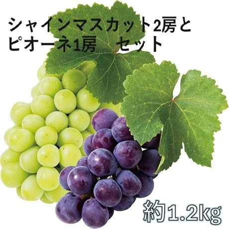 ◆【産地取り寄せ商品】【予約販売】※8月20日より順次発送開始 シャインマスカット2房とピオーネ1房 無地 JA愛媛たいき(フジアグリフ-ズ)(送料別)