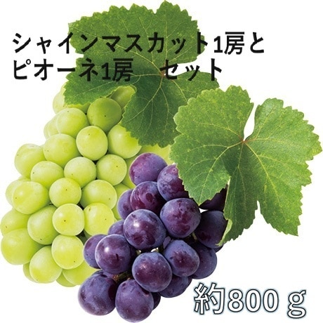 ◆【産地取り寄せ商品】【予約販売】※8月20日より順次発送開始 シャインマスカット1房とピオーネ1房 無地 JA愛媛たいき(フジアグリフ-ズ)(送料別)