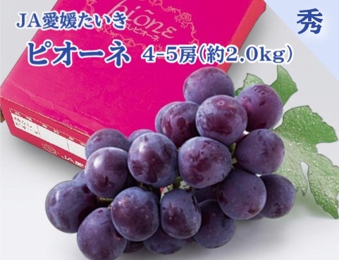 【限定クーポン対象商品】◆【産地取り寄せ商品】ピオーネ 秀品 4-5房（約2.0ｋｇ） ＪＡ愛媛たいき(フジアグリフ－ズ)（送料別）