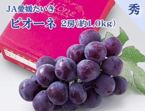 【限定クーポン対象商品】◆【産地取り寄せ商品】ピオーネ 秀品 2房（約1.0ｋｇ） ＪＡ愛媛たいき(フジアグリフ－ズ)（送料別）
