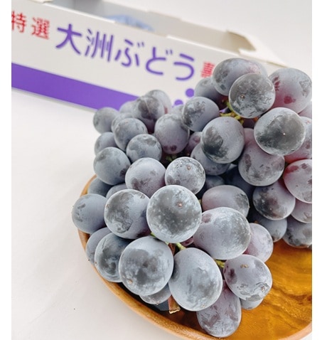 ◆【産地取り寄せ商品】【予約販売】※8月12日より順次発送開始 ニューベリーA 秀品 4-5房 愛媛県大洲市産(フジアグリフ-ズ)(送料別)
