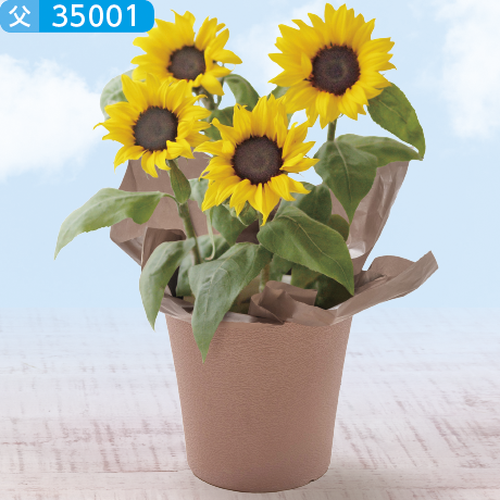 店頭決済】【父の日】ひまわり 鉢植え | ◎すべての商品 | フジネット