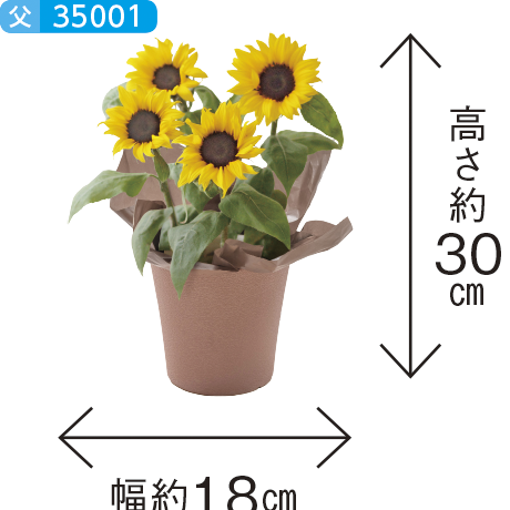 店頭決済】【父の日】ひまわり 鉢植え | ◎すべての商品 | フジネット