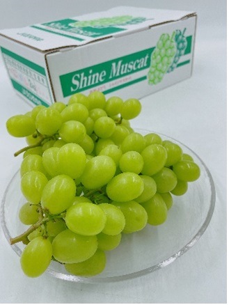 産地取り寄せ商品】【期間限定販売】シャインマスカット 青秀 4