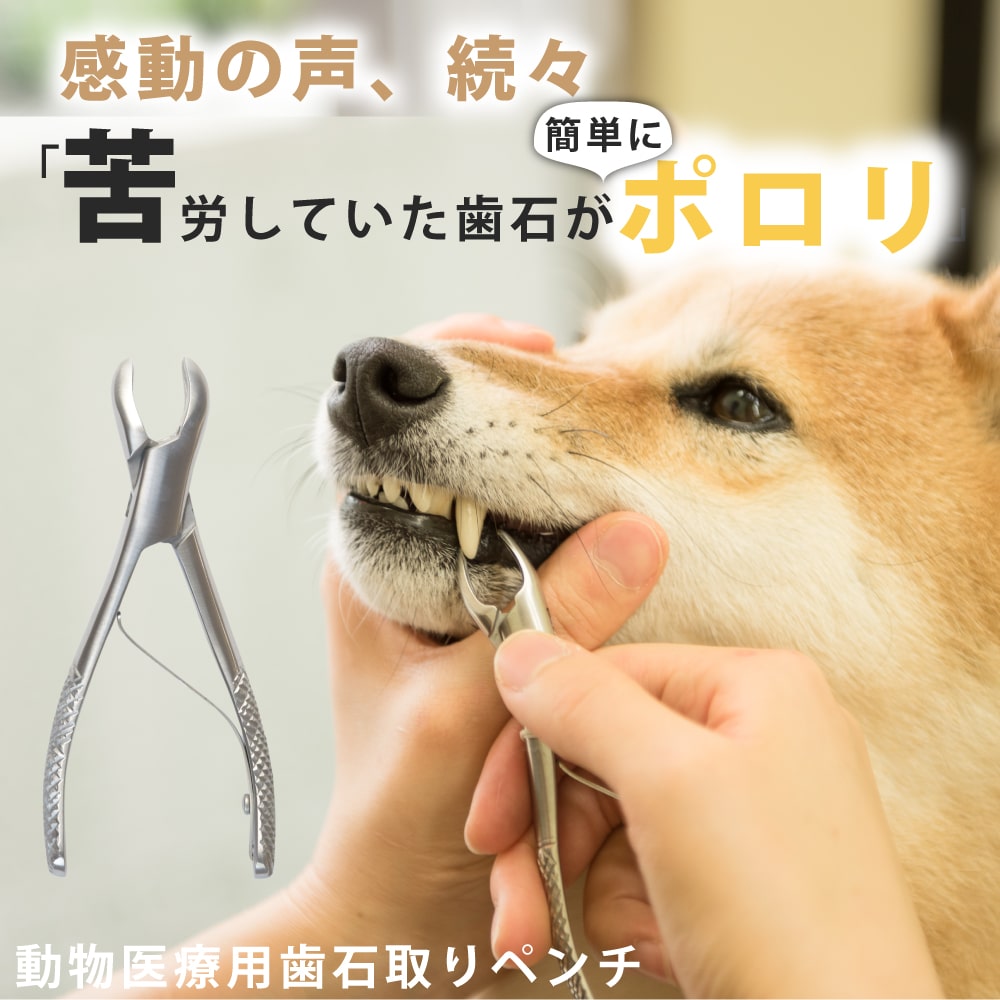 帝塚山ハウンドカム 歯石取りペンチ 000000004113_79Qh3ux.jpg