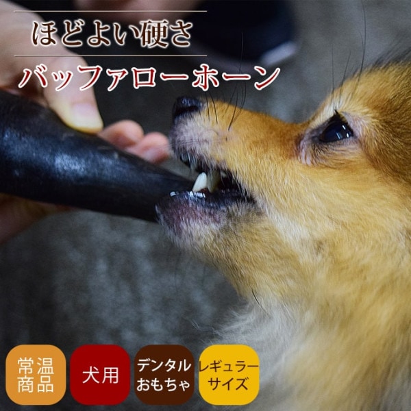 【タイムセール5%OFF】愛犬用 デンタルおもちゃ バッファローホーン レギュラー【2025ts_g27】|デンタルトイ|おもちゃ・知育トイ