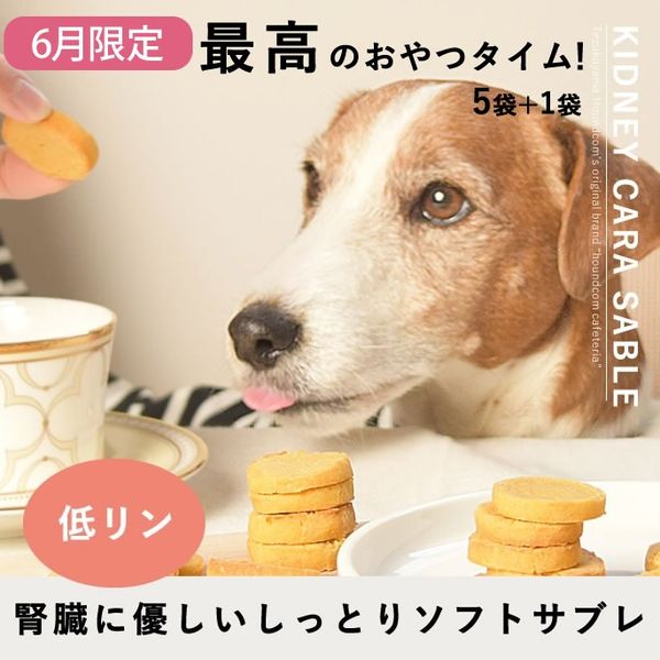 ��6�����۸���̵ź�ä���� �������ץƥ����֥� ��¡���� 5��+1�ޥ��åȡڥϥ���ɥ��࿩Ʋ�ۡ������