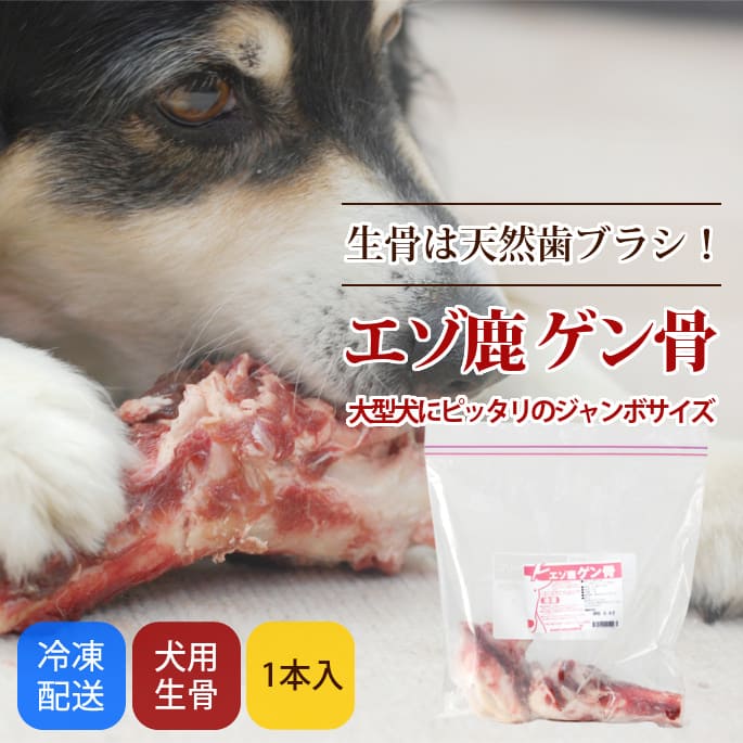 天然の鹿の骨　特大 鹿の骨 | wajica -わじか-