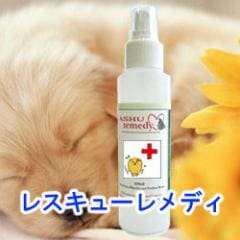 ѥǥåʥ륢ޥǥ쥹塼ǥץ졼