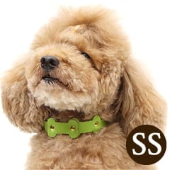 Ķ�������Ѽ��ء�ASHU���ѥ��ƥ�ܡ��󥫥顼 SS������