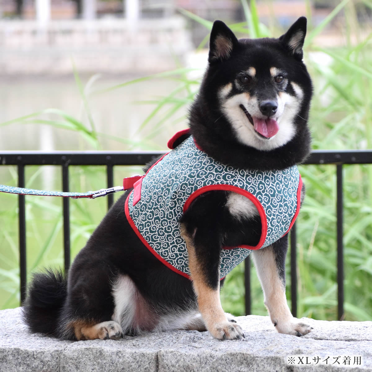 ASHUϡͥ  SS()ڥ꡼ɤ