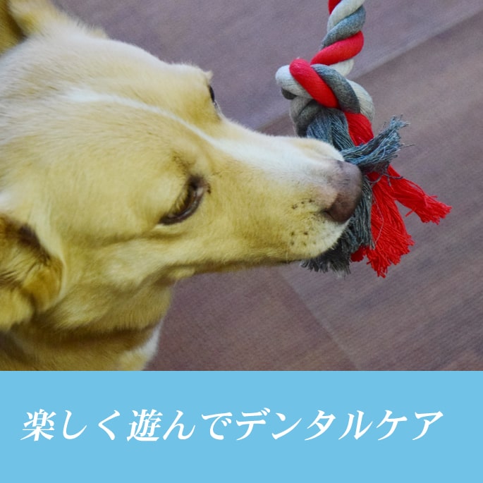 �����ѡ��ǥ󥿥뤪����㡡�����ץ���٥�