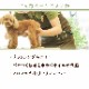 100ŷޡ֥å󥰥ץ졼a0254ۥ֥å󥰥