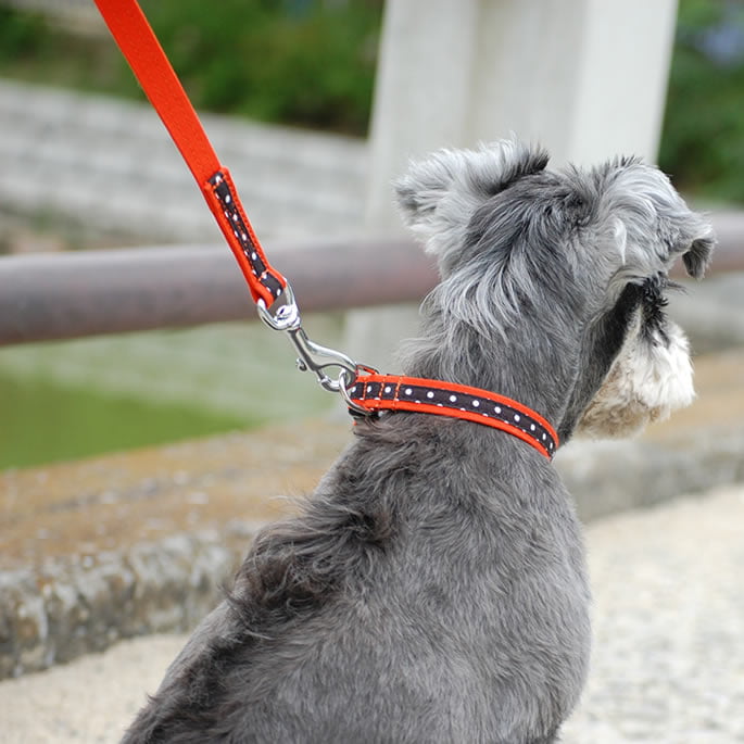ラブリー様ナイロン製編み込みリード 青茶 中型犬用リード｜ASHU ラブリードット リード サイズM｜ドッグフード