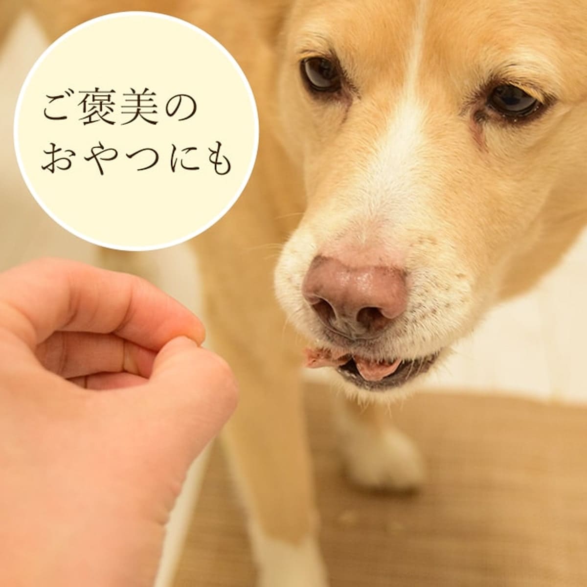 ǭѥȥ ۤۤ  80g1/12/30