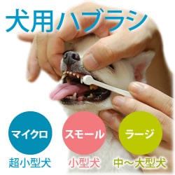 �����������ޥ������إåɡ����֥饷