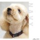 �������Ѽ��ء�ASHU�����饤�󡡥��顼�ӥ�����