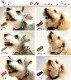 �������Ѽ��ء�ASHU�����饤�󡡥��顼�ӥ�����