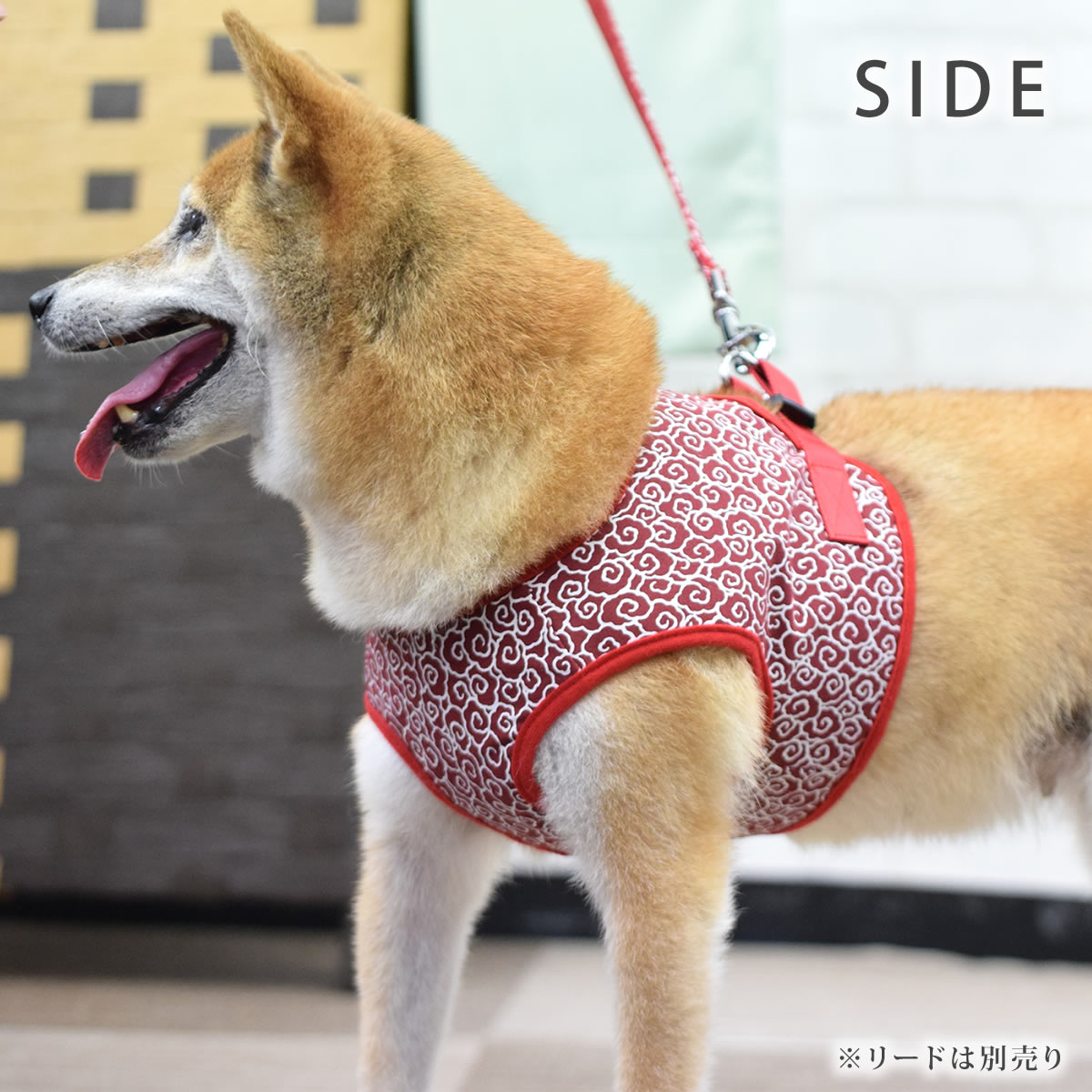 ASHUϡͥ  LL(淿)ڥ꡼ɤ