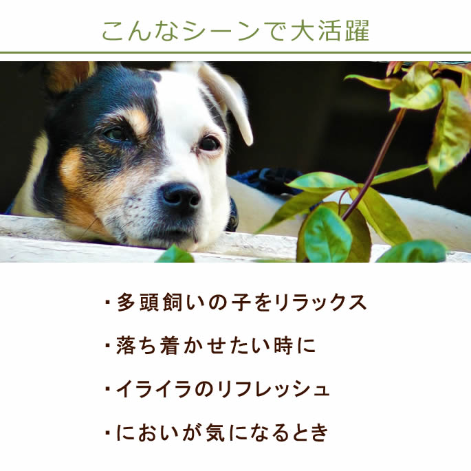 100��ŷ�������ޡ���ե�å��她�ץ졼�������ޤι��ǵ�ʬ��ե�å����a0257��