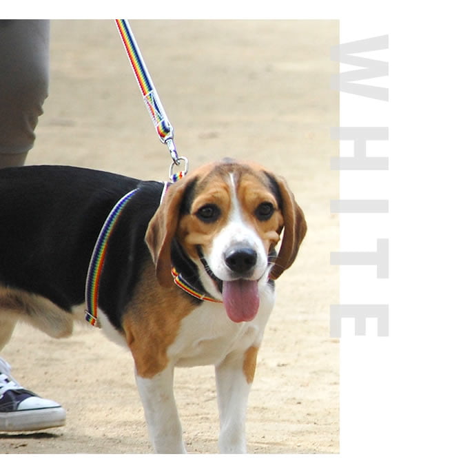 ���ѥ꡼�ɡ�ASHU���쥤��ܡ����꡼�ɡ����������淿��