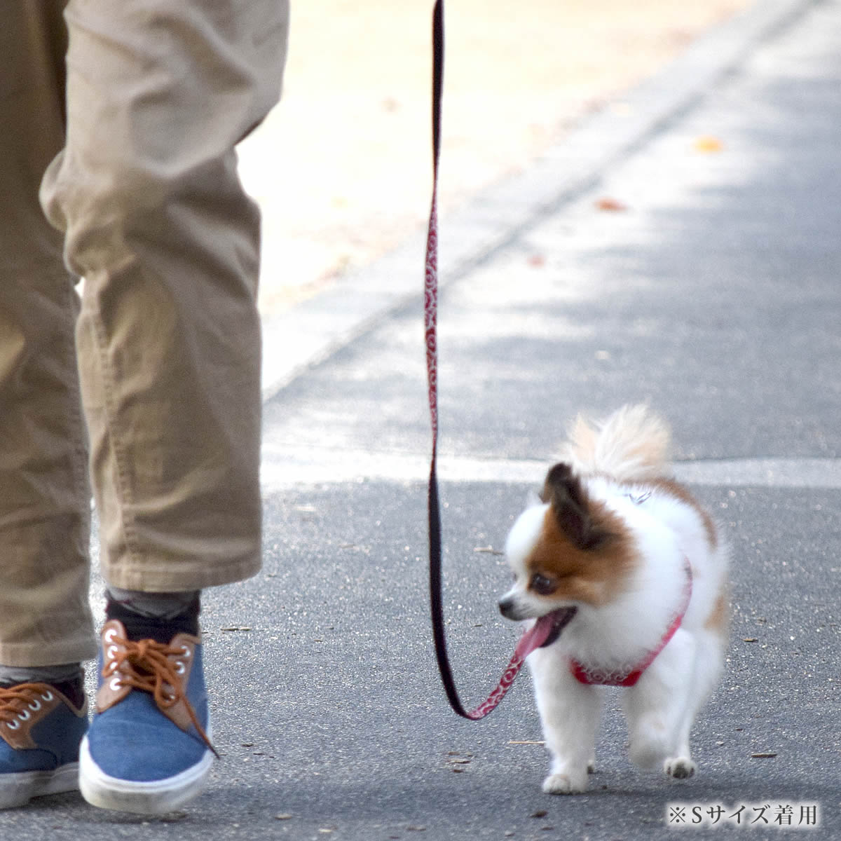 ASHUϡͥ ѥ꡼ S()ڥϡͥ