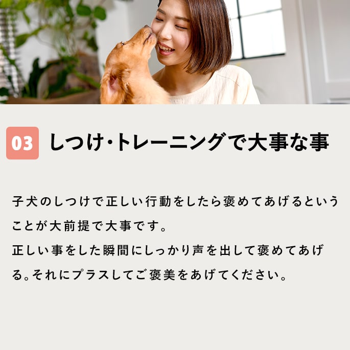 ���Ѥ���ġûҸ����Ĥ���˫������ĥ��å�