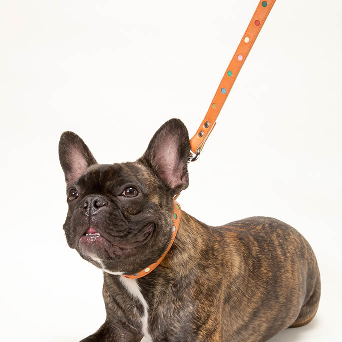 ѥ꡼ɡASHUѥƥɥåȥ꡼ S