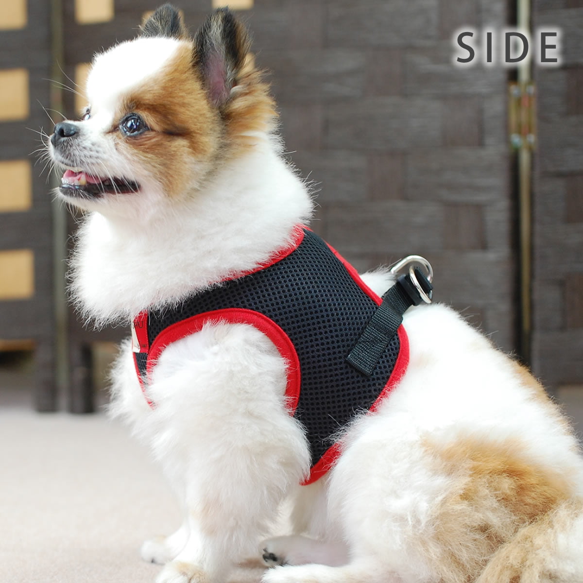 ѥϡͥASHUϡͥ å塡Sڥ꡼ɤ