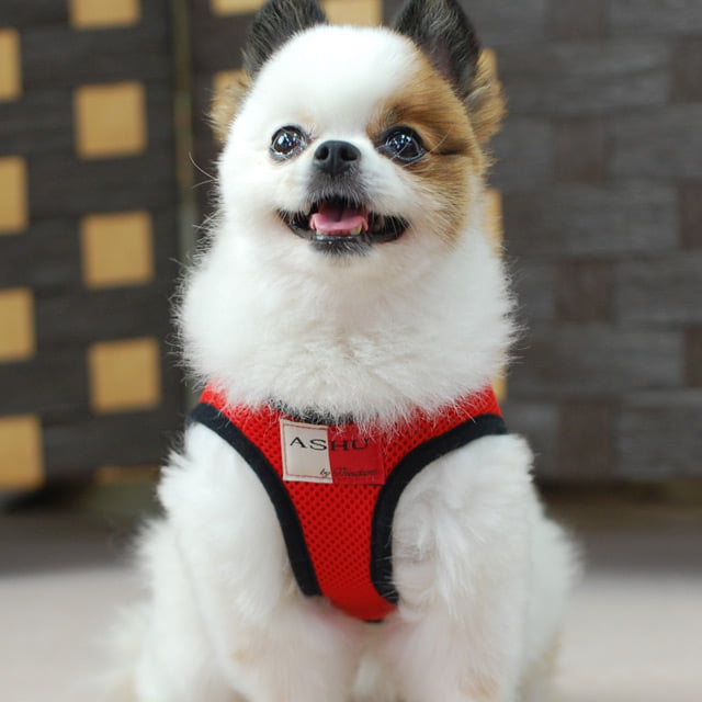 ѥϡͥASHUϡͥ å塡Sڥ꡼ɤ