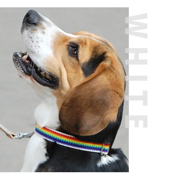 �������Ѽ��ء�ASHU���쥤��ܡ������顼��S��������