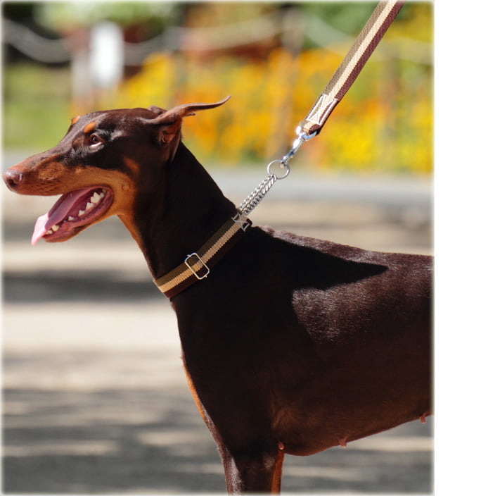 緿ѥϡե硼ASHUȥꥳ롡ϡե硼L