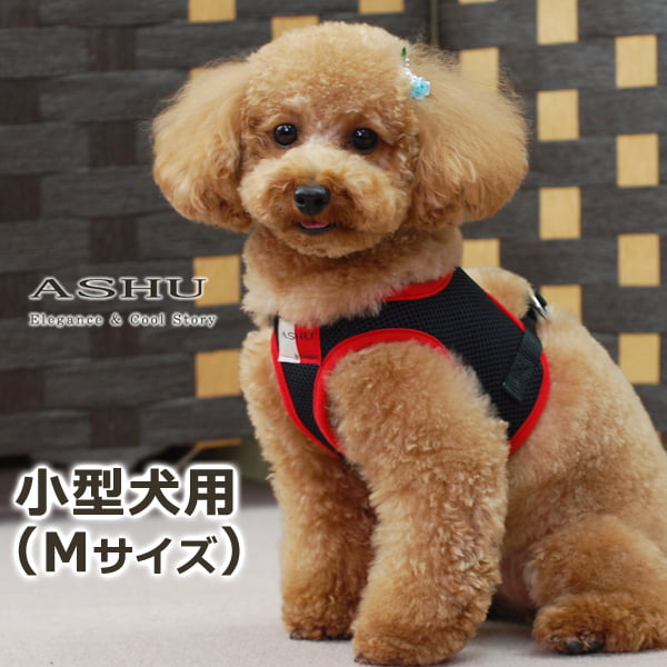 ѥϡͥASHUϡͥ å塡Mڥ꡼ɤ