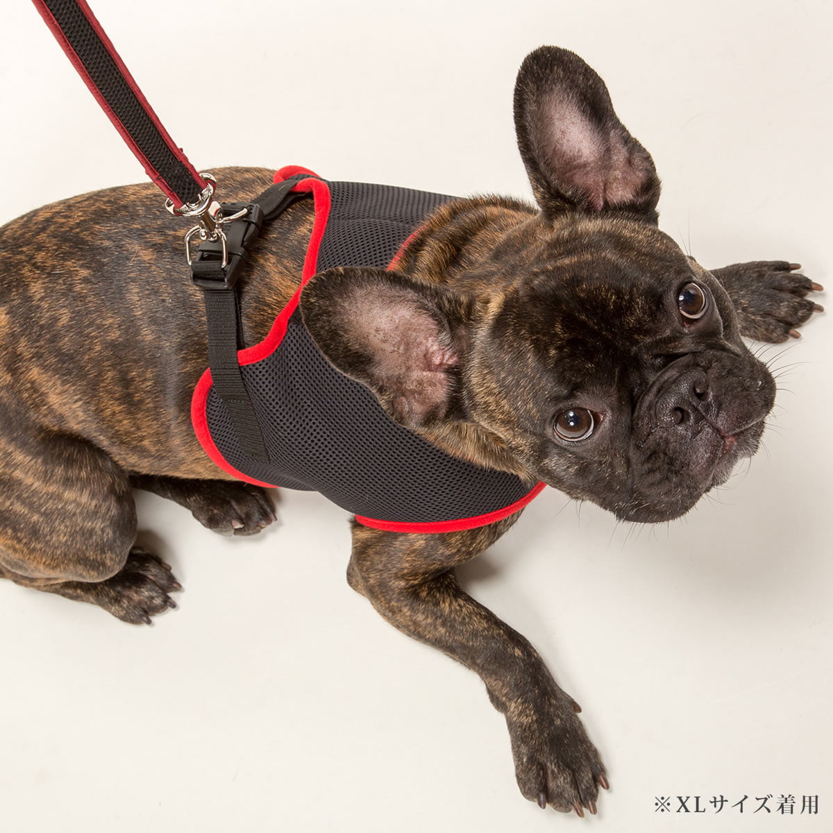 ѥϡͥASHUϡͥ å塡Mڥ꡼ɤ