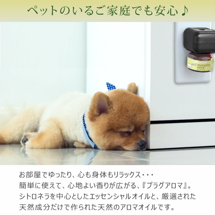 μѡץ饰ޡ⥹ȥȥ顡å ץ饰ο˥˥塼뤷Ƥޤ