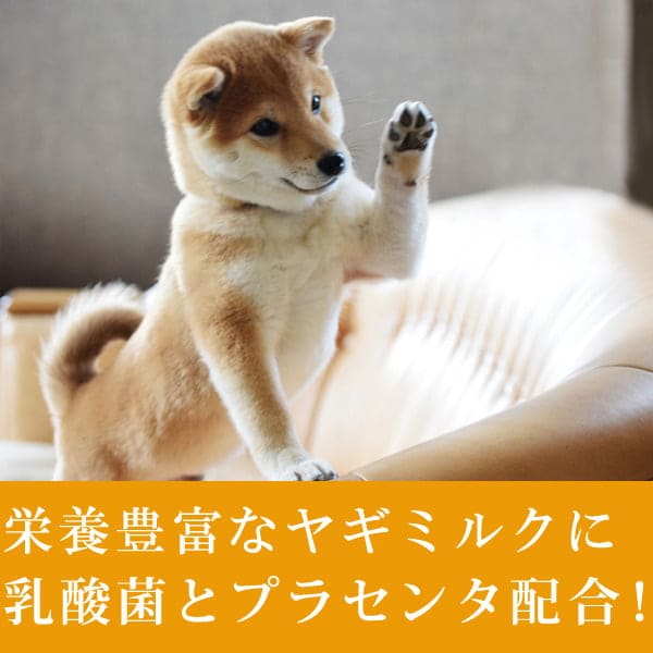 ���ѥߥ륯����ī���٤�䥮�ߥ륯�������� �ץ饻�����ꡡ�������ˤ⡪