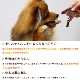 ǭѥ㡼ä饤ϤΤ㡼 ̵źä