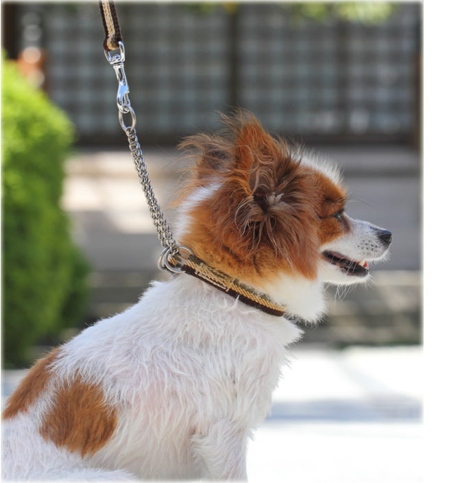 ѥϡե硼ASHUȥꥳ롡ϡե硼S