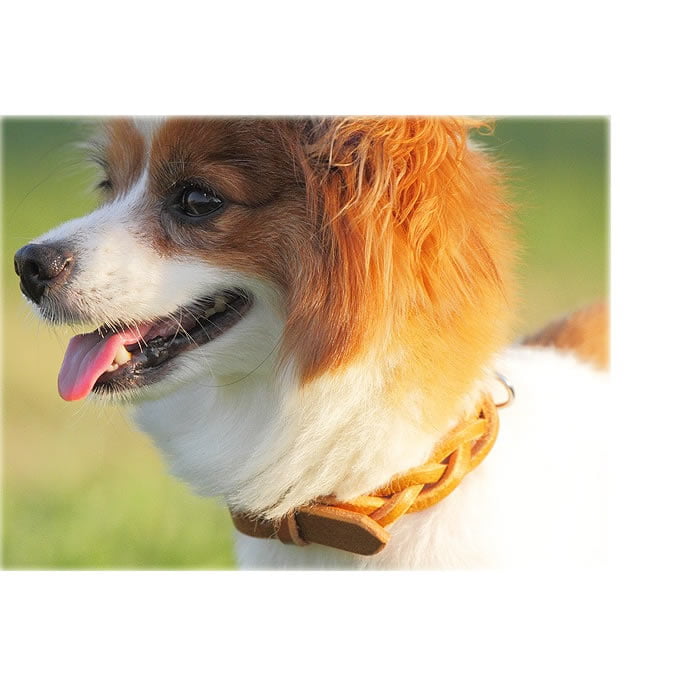 �������Ѽ��ء�ASHU���롼�ץ쥶�����顼 S������