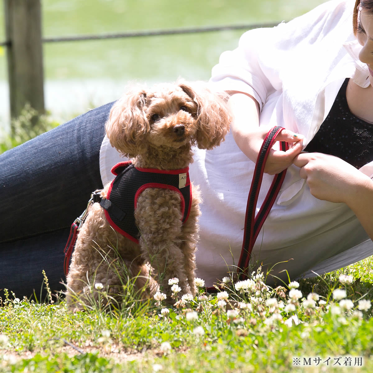 淿ѥϡͥASHUϡͥ å塡LLڥ꡼ɤ