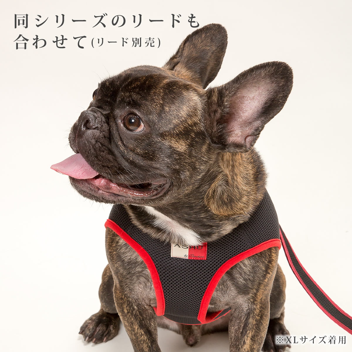 淿ѥϡͥASHUϡͥ å塡LLڥ꡼ɤ