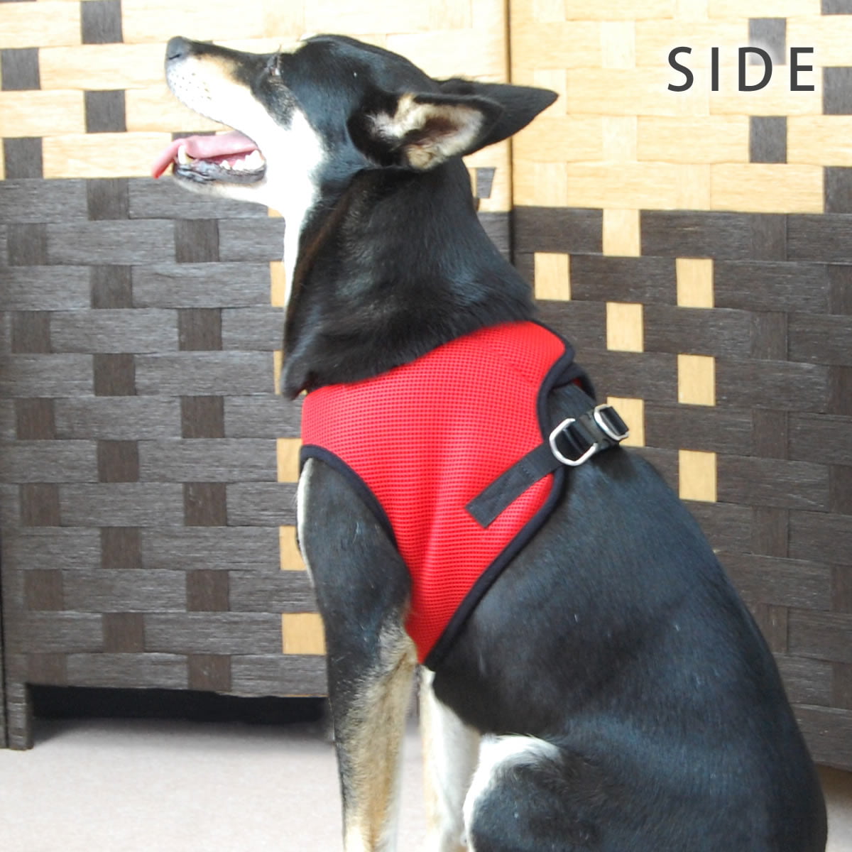 淿ѥϡͥASHUϡͥ å塡LLڥ꡼ɤ