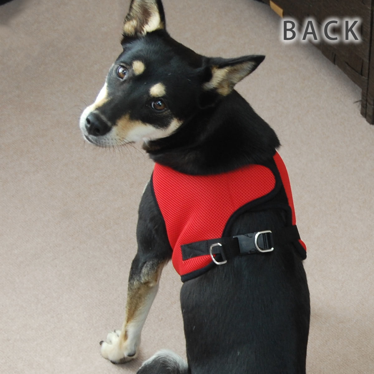 淿ѥϡͥASHUϡͥ å塡LLڥ꡼ɤ