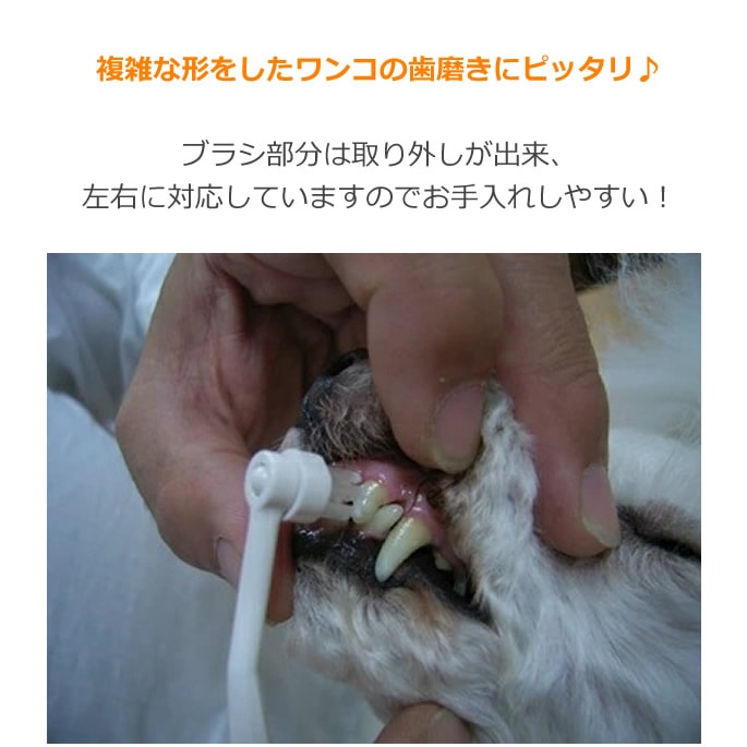 �����������ƥ������֥饷�����ѥߥ˻��֥饷