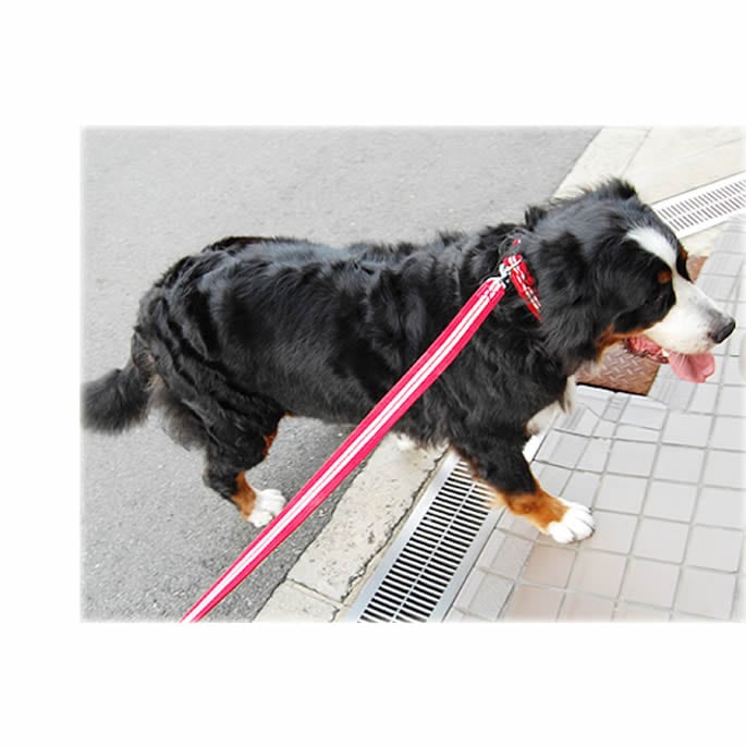 トムブラウン　犬用リード re-tom-nj-u-00001_3.jpg