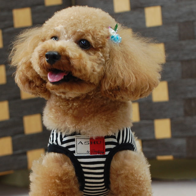 FRUiTS × rurumu: ジャガードハーネス 犬用ハーネス・リードセット｜ASHU ウェアハーネスボーダー