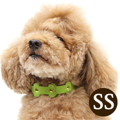 Ķ�������Ѽ��ء�ASHU���ѥ��ƥ�ܡ��󥫥顼 SS������