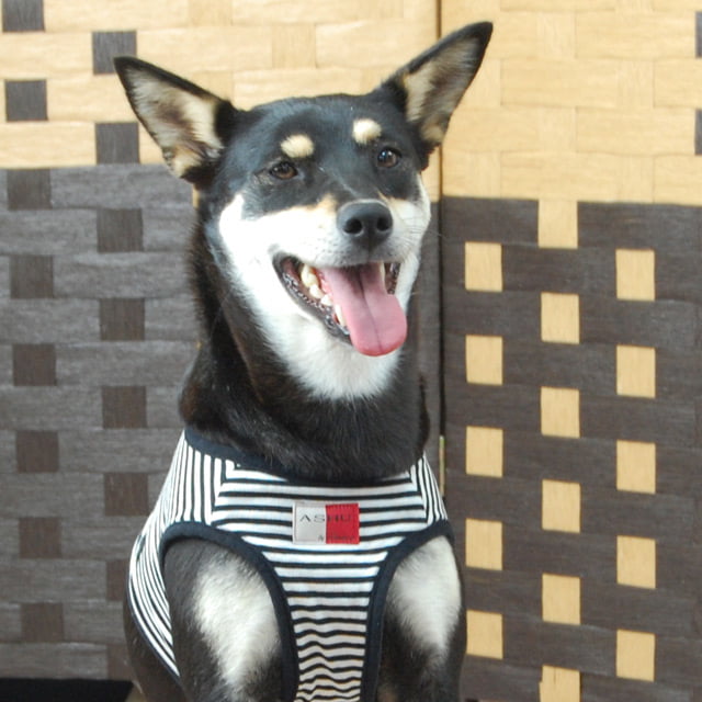 ���ѥϡ��ͥ����꡼�ɥ��åȡ�ASHU���������ϡ��ͥ��ܡ��������꡼�ɥ��åȡ�LL�����������������淿����